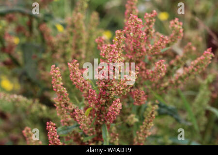 Aus der Nähe von Mimulus naiandinus, allgemein bekannt als roter Sauerampfer, das Sheep Sorrel, Sauerampfer und saure Unkraut, r Stockfoto