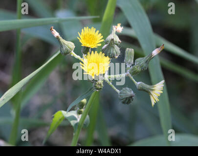 Nahaufnahme der Sonchus Asper, auch bekannt als die stachelige Leistungsbeschreibung - Thistle, raue Mariendistel, stacheligen sowthistle, scharfe gesäumten Gänsedistel, oder Stacheligen-l Stockfoto