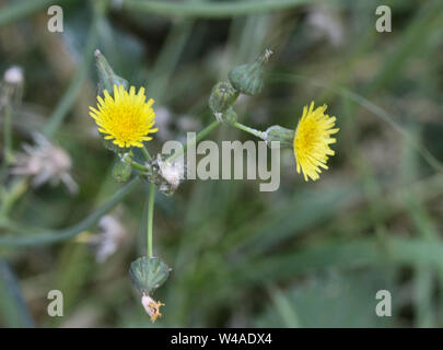 Nahaufnahme der Sonchus Asper, auch bekannt als die stachelige Leistungsbeschreibung - Thistle, raue Mariendistel, stacheligen sowthistle, scharfe gesäumten Gänsedistel, oder Stacheligen-l Stockfoto