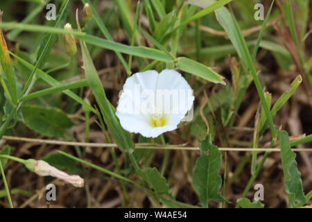 Nahaufnahme der Acker-winde Convolvulus arvensis oder Blume blühen auf der Wiese Stockfoto