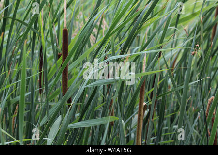 Nahaufnahme der Typha angustifolia, auch als kleiner Rohrkolben, narrowleaf cattail oder weniger reedmace bekannt Stockfoto