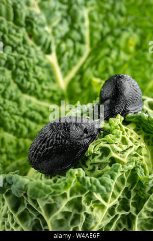 Großen schwarzen Schnecken (Arion ater) Erntegut überfälle Schaden essen Wirsing Stockfoto