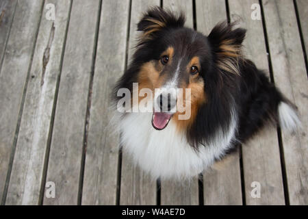 Shetland Sheepdog Haustier suchen Mit herausgestreckter Zunge Stockfoto