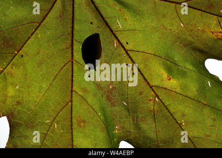 Kinder große rote Slug (Arion ater Rufus) ruhen unter einem Blatt in der Mittagssonne Stockfoto