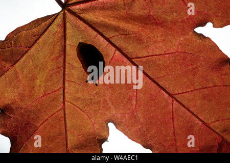 Kinder große rote Slug (Arion ater Rufus) ruhen unter einem Blatt in der Mittagssonne Stockfoto