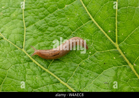 Iberischen drei band Slug (Ambigolimax valentianus), die über große Textured green leaf Stockfoto