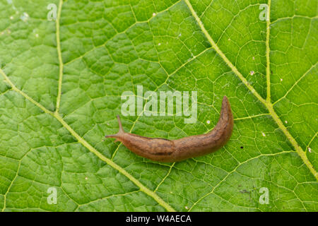 Iberischen drei band Slug (Ambigolimax valentianus), die über große Textured green leaf Stockfoto