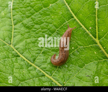 Iberischen drei band Slug (Ambigolimax valentianus), die über große Textured green leaf Stockfoto