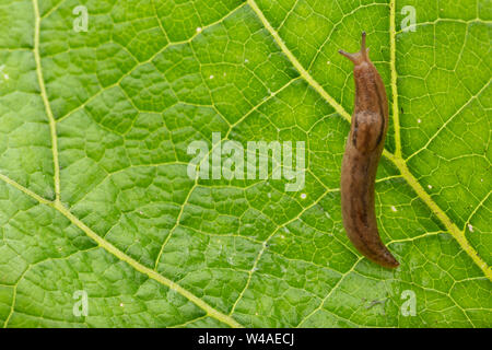 Iberischen drei band Slug (Ambigolimax valentianus), die über große Textured green leaf Stockfoto