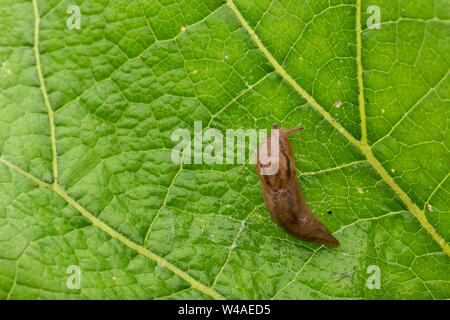 Iberischen drei band Slug (Ambigolimax valentianus), die über große Textured green leaf Stockfoto