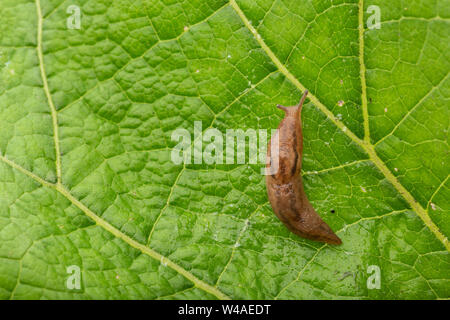 Iberischen drei band Slug (Ambigolimax valentianus), die über große Textured green leaf Stockfoto