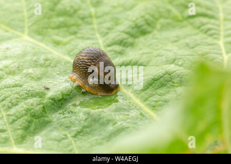 Dusky slug (Arion subfuscus) blasen blasen Schleim aus seiner Atmung pore während des Sitzens auf einem großen Texturierte grünes Blatt mit vorderen Bokeh Stockfoto