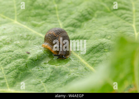 Dusky slug (Arion subfuscus) blasen blasen Schleim aus seiner Atmung pore während des Sitzens auf einem großen Texturierte grünes Blatt mit vorderen Bokeh Stockfoto