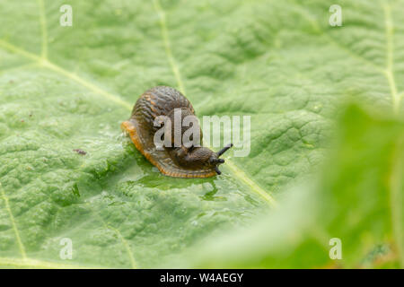 Dusky slug (Arion subfuscus) blasen blasen Schleim aus seiner Atmung pore während des Sitzens auf einem großen Texturierte grünes Blatt mit vorderen Bokeh Stockfoto