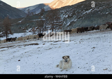 Hirten und Schafe in Altay hohe Berge. Sibirien. Russland Stockfoto