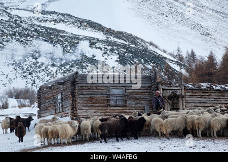 Hirten und Schafe in Altay hohe Berge. Sibirien. Russland Stockfoto