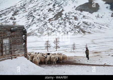 Hirten und Schafe in Altay hohe Berge. Sibirien. Russland Stockfoto