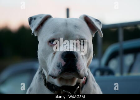 Weiße Grube Stier Hund mit blauen Augen in die Kamera starrt vor einem bokeh Hintergrund Stockfoto