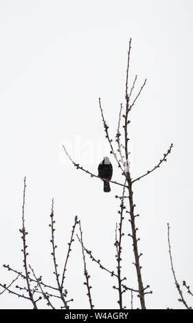 Turdus merula, eine Amsel, die auf einem Zweig oder Zweig in einem Baum in Bayern sitzt Stockfoto