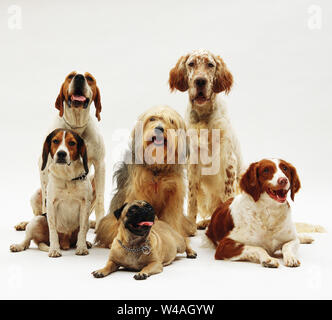 Gruppe von Hunden auf einem weißen Hintergrund an Kamera Stockfoto