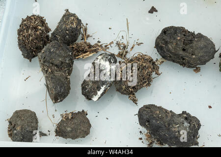 Schleiereule (Tyto alba) Pellets für ein bioblitz Ereignis, Großbritannien gesammelt Stockfoto