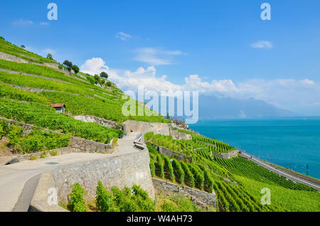 Beeindruckende grüne Weinberge auf den Hügeln von Genfer See im Lavaux Wein Region, Schweiz. Die zum UNESCO-Weltkulturerbe zählt. Sommer in der Schweiz. Schweizer Landschaft. Terrassierten Weinberg. Reiseland. Stockfoto