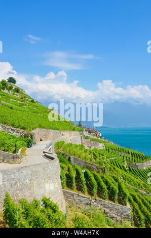 Vertikale Fotografie von erstaunlichen Weinberg auf Pisten durch Genfer See im Lavaux Wein Region, Schweiz. UNESCO Weltkulturerbe. Sommer in der Schweiz. Schweizer Landschaften. Terrassierten Weinbergen. Touristische Orte. Stockfoto