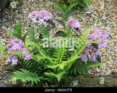 In der Nähe von Pflanzen in einem Steingarten mit grünen Farne und eine Lila Lila Spitzen cap Hydrangea serrata namens 'Tiara'. Stockfoto