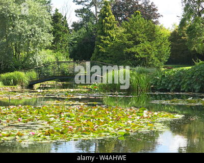 Ansicht der Seerose Seen bei burnby Hall Gardens, mit Spiegelungen im Wasser zwischen den Seerosen und einer Brücke im Hintergrund. Stockfoto