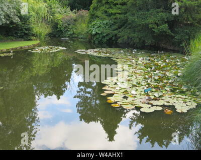 Ansicht der Seerose Seen bei burnby Hall Gardens, mit Spiegelungen im Wasser zwischen den Seerosen. Stockfoto