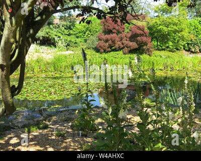 Ansicht der Seerose Seen bei burnby Hall Gardens, mit Spiegelungen im Wasser zwischen den Seerosen, & Sträucher im Hintergrund einschließlich cotinus. Stockfoto