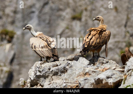 Zwei Gänsegeier (Tylose in Fulvus) auf Felsen thront in einem Geier feeder Punkt in Chistau Tal (Sobrarbe, Huesca, Pyrenäen, Aragon, Spanien) Stockfoto