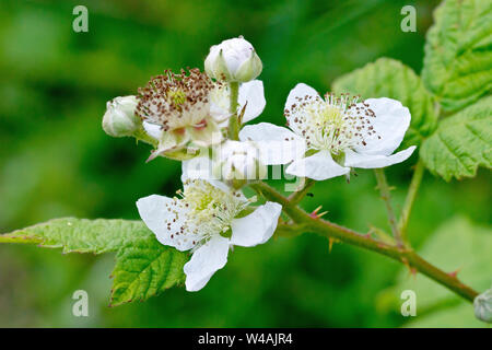 Dornbusch oder Blackberry (rubus fruticosus), in der Nähe eines Clusters von Blüten und Knospen. Stockfoto