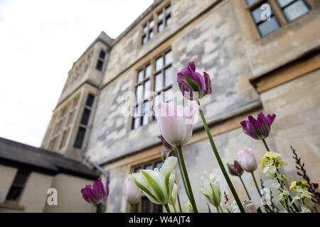 Rosa Blüten und Audley End House Gebäude im Hintergrund, Saffron Walden CB11 4JF, Großbritannien, 15. Juni 2019 Stockfoto