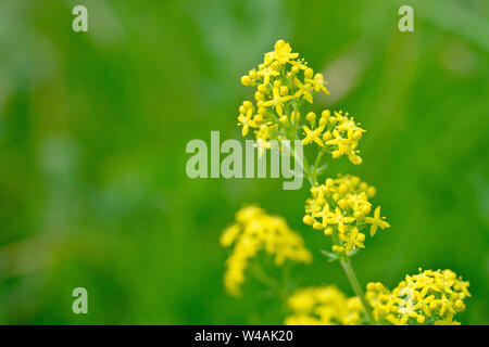 Lady's Bedstraw (galium Verum), Nahaufnahme Detail in der winzigen gelben Blüten der Pflanze. Stockfoto