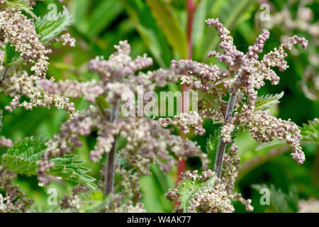 Gemeinsame oder Brennnessel (Urtica dioica), Nahaufnahme der Pflanze in Blüte. Stockfoto