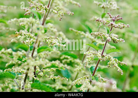 Gemeinsame oder Brennnessel (Urtica dioica), in der Nähe eines Clusters der Pflanzen in Blüte. Stockfoto