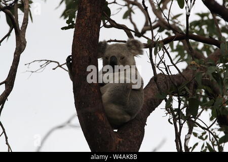 Ein Koala sitzt auf einem Baum auf Magnetic Island, Australien Stockfoto