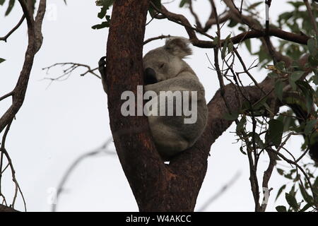 Ein Koala sitzt auf einem Baum auf Magnetic Island, Australien Stockfoto
