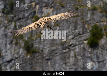 Gänsegeier (Tylose in Fulvus) Absteigend für die Landung mit Felsen im Hintergrund (chistau Tal, Sobrarbe, Huesca, Pyrenäen, Aragon, Spanien) Stockfoto