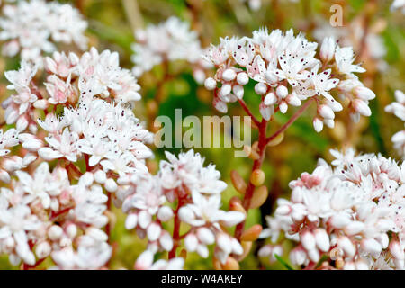 Weiße Fetthenne (sedum album), in der Nähe eines Clusters von blühenden Pflanzen. Stockfoto