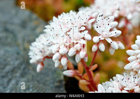 Weiße Fetthenne (sedum album), in der Nähe eines einzigen verzweigte Blütenstand. Stockfoto