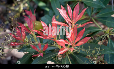 Pieris Floribunda Wald Flamme closeup 1. Stockfoto