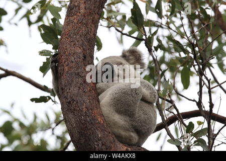 Ein Koala sitzt auf einem Baum auf Magnetic Island, Australien Stockfoto