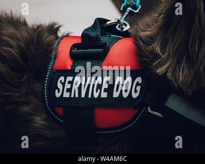 Eine rote Service dog Weste auf einem langhaarigen Dackel. Stockfoto