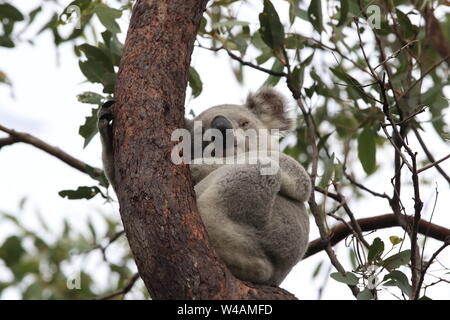 Ein Koala sitzt auf einem Baum auf Magnetic Island, Australien Stockfoto