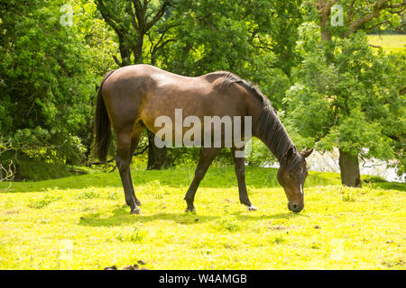 Pferd, schöne Bucht Stute grasen auf saftigen grünen Wiese in den Yorkshire Dales, England, UK. Nach rechts. Landschaft, Horizontal, Platz für Kopieren. Stockfoto