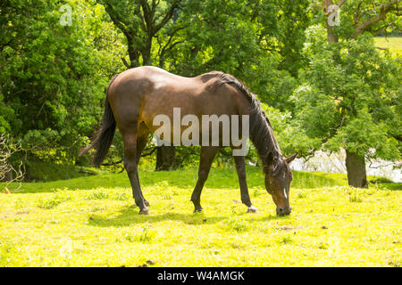 Pferd, schöne Bucht Stute grasen auf saftigen grünen Wiese in den Yorkshire Dales, England, UK. Nach rechts. Landschaft, Horizontal, Platz für Kopieren. Stockfoto