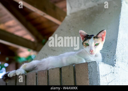 Die weißen Flecken Katze mit grünen Augen lügen und sieht von oben Stockfoto