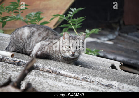 Closeup adorable Kurzhaar gestreifte graue Katze mit grünen Augen auf grauem Schieferdach Stockfoto